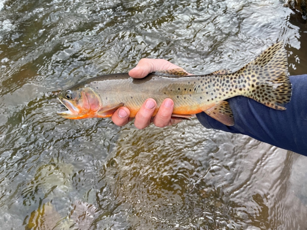 Fly Fishing Summit County Breckenridge Grand Vacations Blog