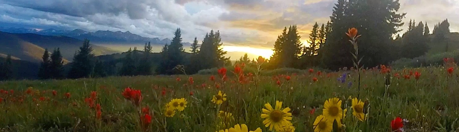 Guide to Wildflowers in Breckenridge - Breckenridge, Colorado